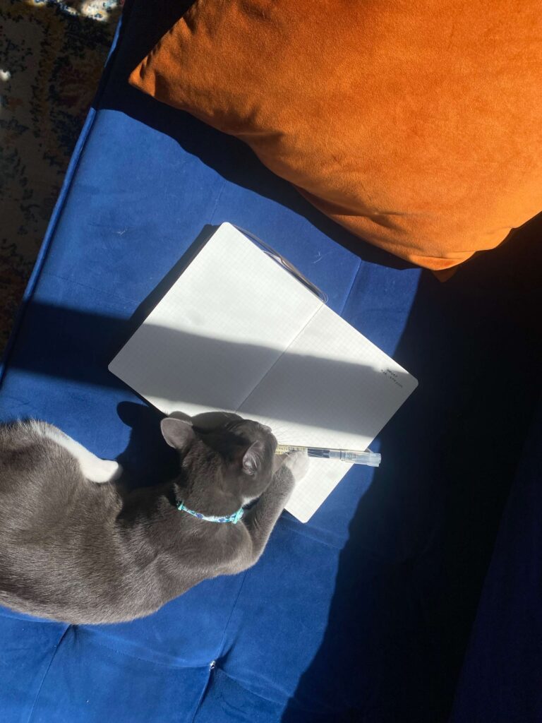 Eine Katze neben einem Notizbuch und Stift.